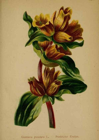 Reproducción/Reproduction 10192494955: Atlas der Alpenflora /. Wien :Eigenthum und Verlag des Deutschen und Oesterr. Alpenvereins,1882.