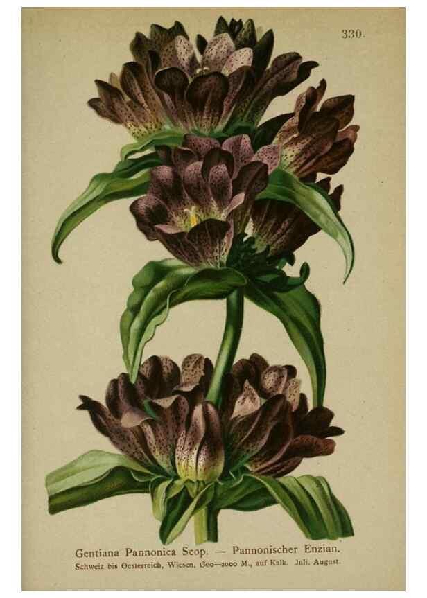 Reproducción/Reproduction 10192396964: Atlas der Alpenflora /. Wien :Eigenthum und Verlag des Deutschen und Oesterr. Alpenvereins,1882.