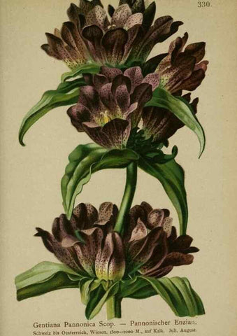 Reproducción/Reproduction 10192396964: Atlas der Alpenflora /. Wien :Eigenthum und Verlag des Deutschen und Oesterr. Alpenvereins,1882.