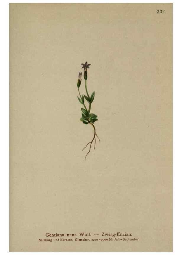 Reproducción/Reproduction 10192459374: Atlas der Alpenflora /. Wien :Eigenthum und Verlag des Deutschen und Oesterr. Alpenvereins,1882.