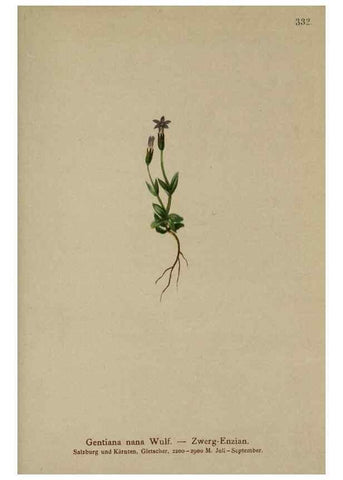 Reproducción/Reproduction 10192459374: Atlas der Alpenflora /. Wien :Eigenthum und Verlag des Deutschen und Oesterr. Alpenvereins,1882.