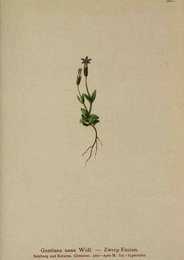 Reproducción/Reproduction 10192459374: Atlas der Alpenflora /. Wien :Eigenthum und Verlag des Deutschen und Oesterr. Alpenvereins,1882.