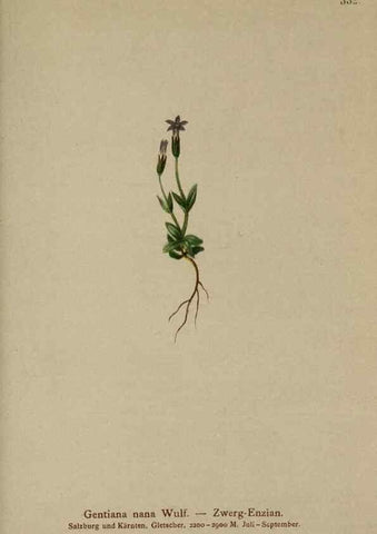 Reproducción/Reproduction 10192459374: Atlas der Alpenflora /. Wien :Eigenthum und Verlag des Deutschen und Oesterr. Alpenvereins,1882.