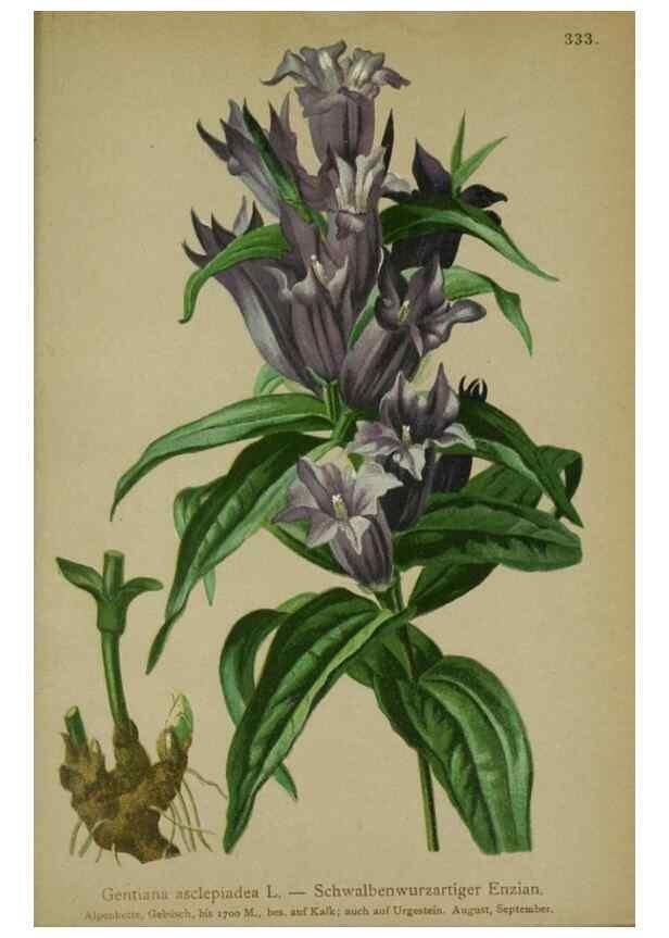 Reproducción/Reproduction 10192598376: Atlas der Alpenflora /. Wien :Eigenthum und Verlag des Deutschen und Oesterr. Alpenvereins,1882.