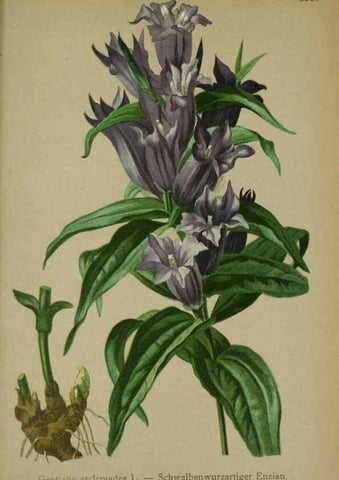 Reproducción/Reproduction 10192598376: Atlas der Alpenflora /. Wien :Eigenthum und Verlag des Deutschen und Oesterr. Alpenvereins,1882.
