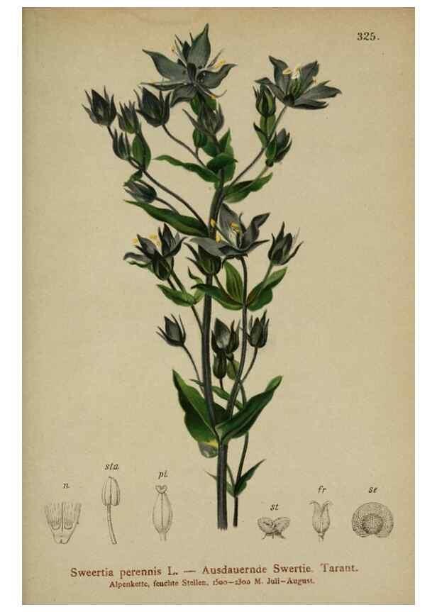 Reproducción/Reproduction 10192375874: Atlas der Alpenflora /. Wien :Eigenthum und Verlag des Deutschen und Oesterr. Alpenvereins,1882.