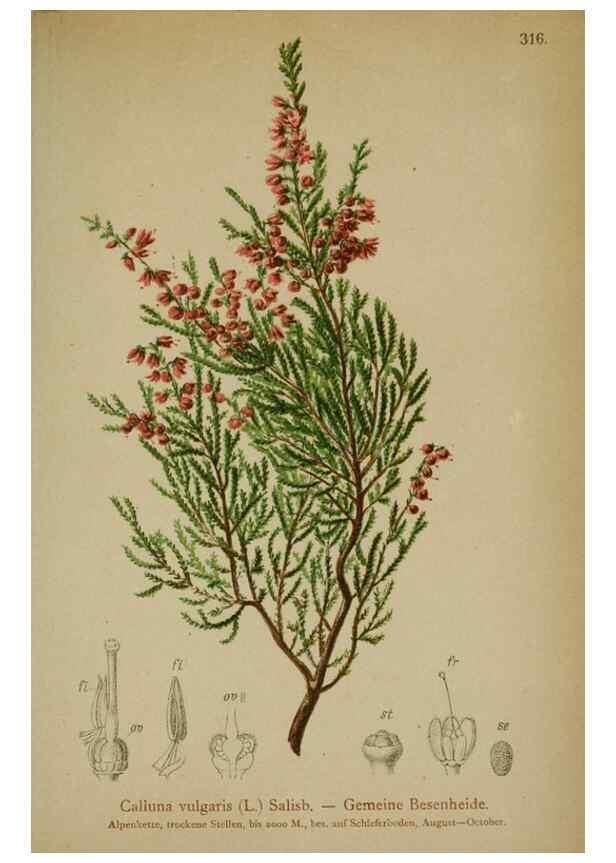 Reproducción/Reproduction 10192476076: Atlas der Alpenflora /. Wien :Eigenthum und Verlag des Deutschen und Oesterr. Alpenvereins,1882.