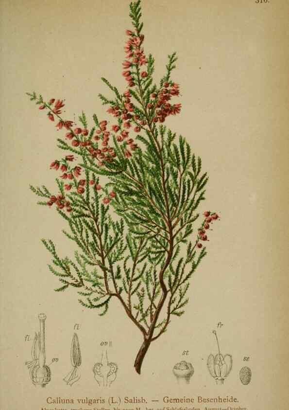 Reproducción/Reproduction 10192476076: Atlas der Alpenflora /. Wien :Eigenthum und Verlag des Deutschen und Oesterr. Alpenvereins,1882.