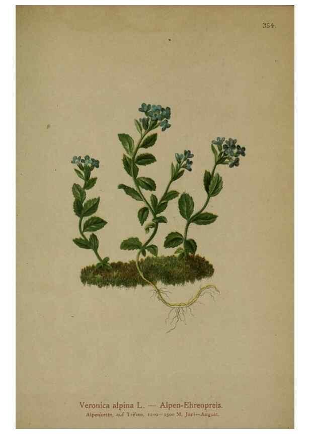 Reproducción/Reproduction 10192682926: Atlas der Alpenflora /. Wien :Eigenthum und Verlag des Deutschen und Oesterr. Alpenvereins,1882.