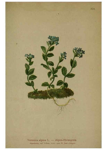 Reproducción/Reproduction 10192682926: Atlas der Alpenflora /. Wien :Eigenthum und Verlag des Deutschen und Oesterr. Alpenvereins,1882.