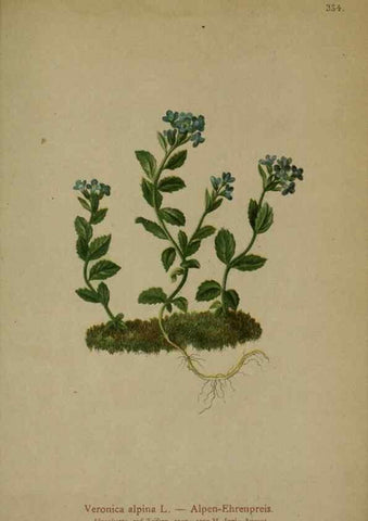 Reproducción/Reproduction 10192682926: Atlas der Alpenflora /. Wien :Eigenthum und Verlag des Deutschen und Oesterr. Alpenvereins,1882.