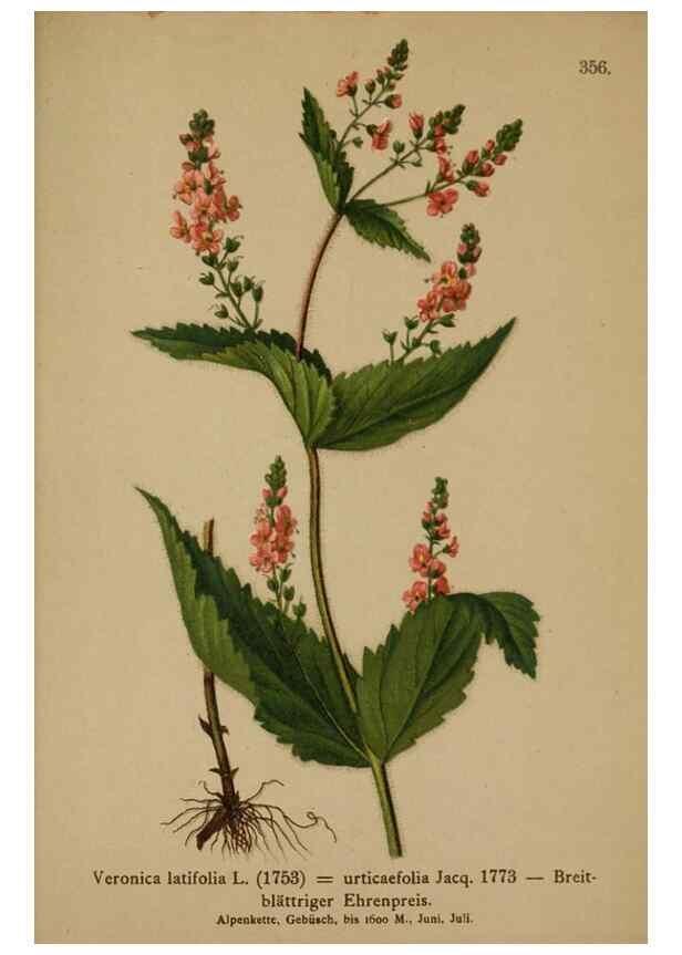 Reproducción/Reproduction 10192690506: Atlas der Alpenflora /. Wien :Eigenthum und Verlag des Deutschen und Oesterr. Alpenvereins,1882.