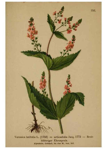 Reproducción/Reproduction 10192690506: Atlas der Alpenflora /. Wien :Eigenthum und Verlag des Deutschen und Oesterr. Alpenvereins,1882.