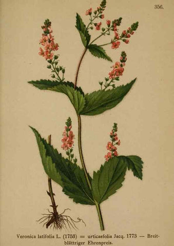 Reproducción/Reproduction 10192690506: Atlas der Alpenflora /. Wien :Eigenthum und Verlag des Deutschen und Oesterr. Alpenvereins,1882.