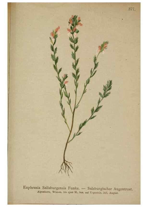 Reproducción/Reproduction 10192633484: Atlas der Alpenflora /. Wien :Eigenthum und Verlag des Deutschen und Oesterr. Alpenvereins,1882.