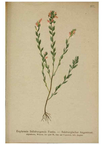 Reproducción/Reproduction 10192633484: Atlas der Alpenflora /. Wien :Eigenthum und Verlag des Deutschen und Oesterr. Alpenvereins,1882.