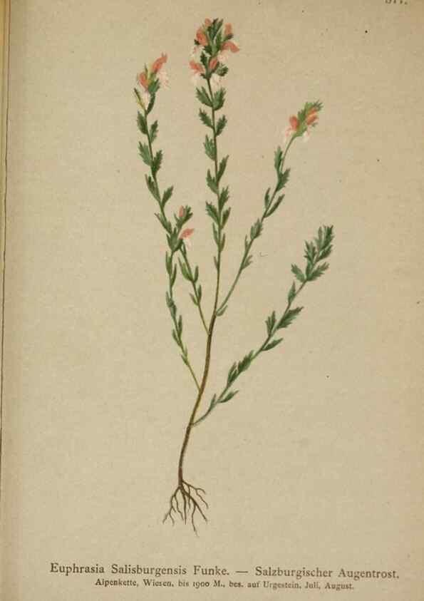 Reproducción/Reproduction 10192633484: Atlas der Alpenflora /. Wien :Eigenthum und Verlag des Deutschen und Oesterr. Alpenvereins,1882.