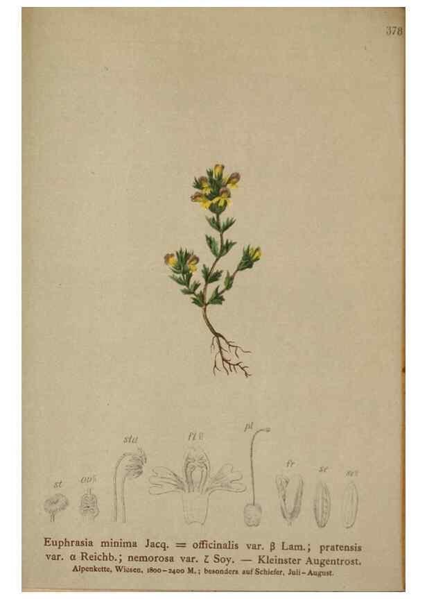 Reproducción/Reproduction 10192637384: Atlas der Alpenflora /. Wien :Eigenthum und Verlag des Deutschen und Oesterr. Alpenvereins,1882.