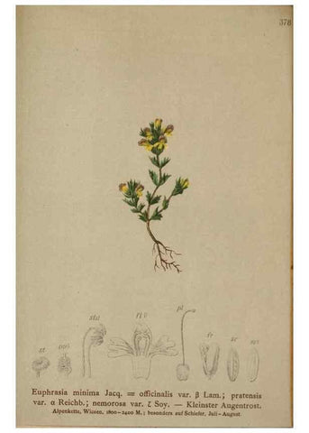 Reproducción/Reproduction 10192637384: Atlas der Alpenflora /. Wien :Eigenthum und Verlag des Deutschen und Oesterr. Alpenvereins,1882.