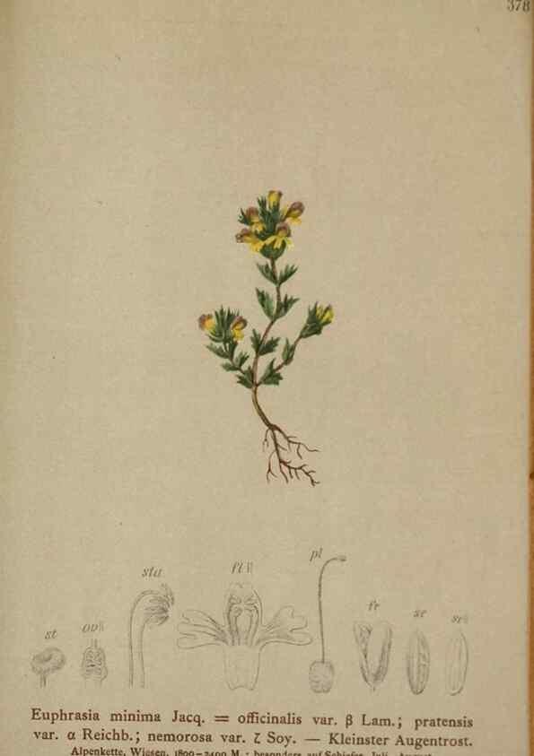 Reproducción/Reproduction 10192637384: Atlas der Alpenflora /. Wien :Eigenthum und Verlag des Deutschen und Oesterr. Alpenvereins,1882.