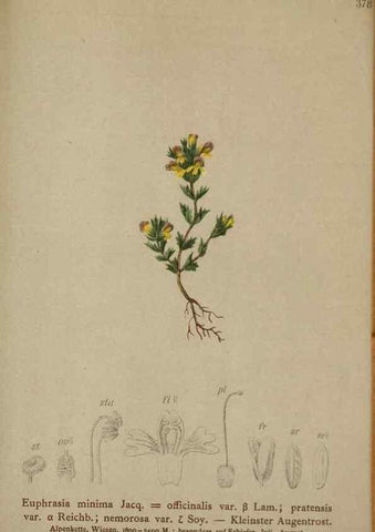 Reproducción/Reproduction 10192637384: Atlas der Alpenflora /. Wien :Eigenthum und Verlag des Deutschen und Oesterr. Alpenvereins,1882.