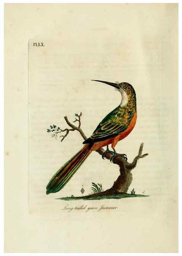 Reproducción/Reproduction 10310514465: A general history of birds /. Winchester [England] :Printed by Jacob and Johnson, for the author : sold in London by G. and W.B. Whittaker ... [and 3 others],1821-1828.