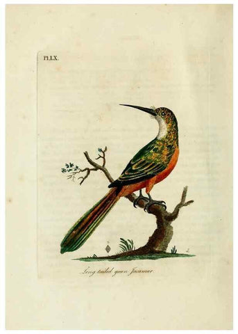 Reproducción/Reproduction 10310514465: A general history of birds /. Winchester [England] :Printed by Jacob and Johnson, for the author : sold in London by G. and W.B. Whittaker ... [and 3 others],1821-1828.