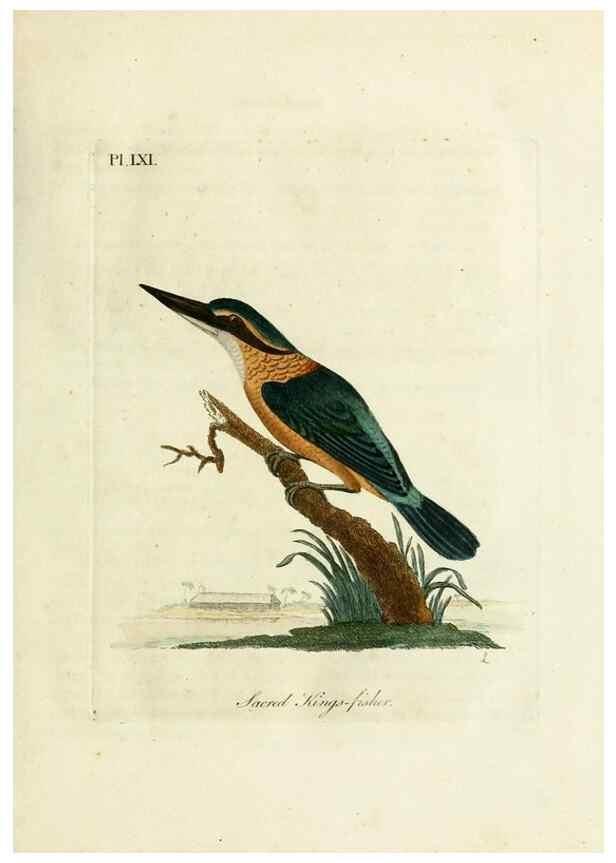 Reproducción/Reproduction 10310479654: A general history of birds /. Winchester [England] :Printed by Jacob and Johnson, for the author : sold in London by G. and W.B. Whittaker ... [and 3 others],1821-1828.
