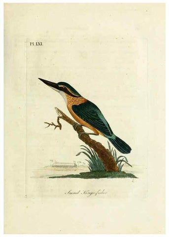 Reproducción/Reproduction 10310479654: A general history of birds /. Winchester [England] :Printed by Jacob and Johnson, for the author : sold in London by G. and W.B. Whittaker ... [and 3 others],1821-1828.