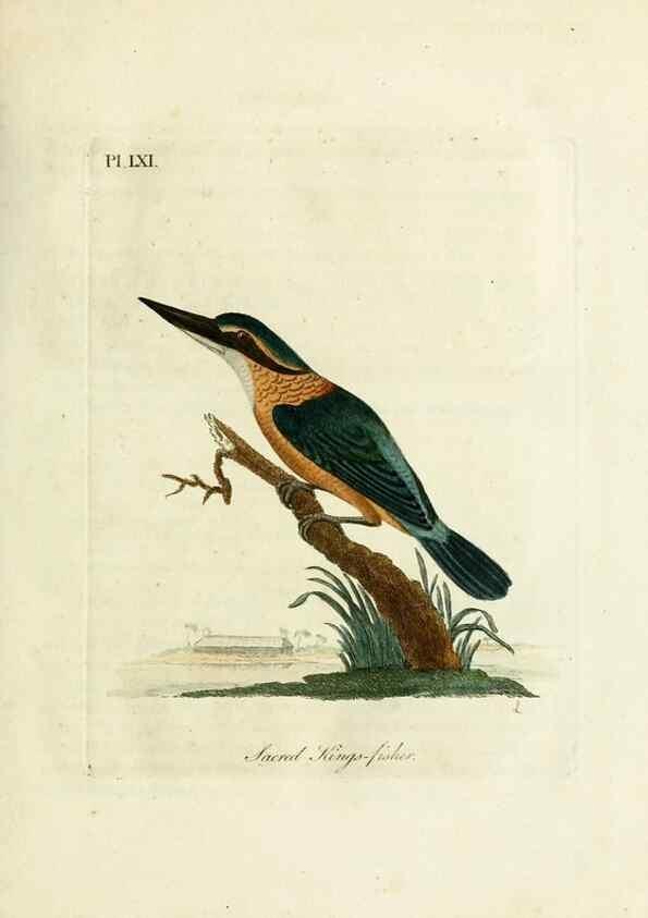Reproducción/Reproduction 10310479654: A general history of birds /. Winchester [England] :Printed by Jacob and Johnson, for the author : sold in London by G. and W.B. Whittaker ... [and 3 others],1821-1828.