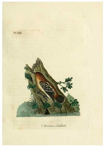 Reproducción/Reproduction 10310548736: A general history of birds /. Winchester [England] :Printed by Jacob and Johnson, for the author : sold in London by G. and W.B. Whittaker ... [and 3 others],1821-1828.