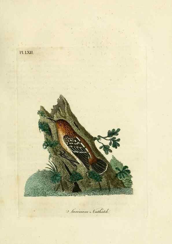 Reproducción/Reproduction 10310548736: A general history of birds /. Winchester [England] :Printed by Jacob and Johnson, for the author : sold in London by G. and W.B. Whittaker ... [and 3 others],1821-1828.