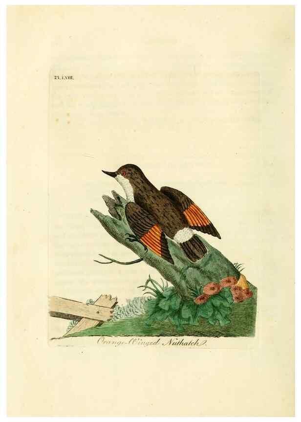 Reproducción/Reproduction 10310488924: A general history of birds /. Winchester [England] :Printed by Jacob and Johnson, for the author : sold in London by G. and W.B. Whittaker ... [and 3 others],1821-1828.