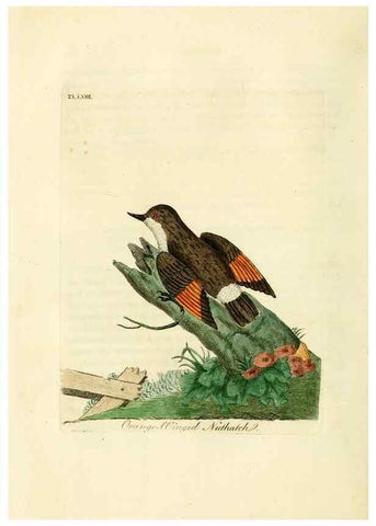 Reproducción/Reproduction 10310488924: A general history of birds /. Winchester [England] :Printed by Jacob and Johnson, for the author : sold in London by G. and W.B. Whittaker ... [and 3 others],1821-1828.