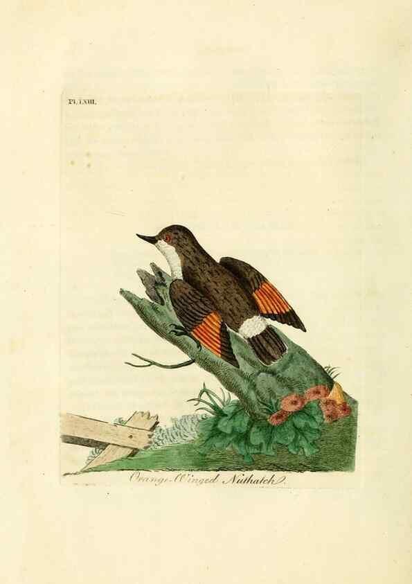 Reproducción/Reproduction 10310488924: A general history of birds /. Winchester [England] :Printed by Jacob and Johnson, for the author : sold in London by G. and W.B. Whittaker ... [and 3 others],1821-1828.