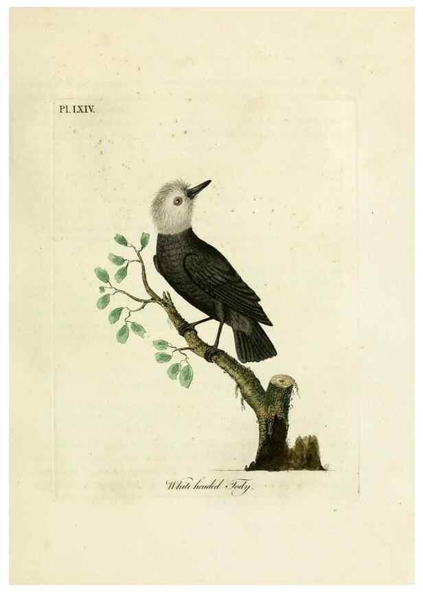Reproducción/Reproduction 10310556556: A general history of birds /. Winchester [England] :Printed by Jacob and Johnson, for the author : sold in London by G. and W.B. Whittaker ... [and 3 others],1821-1828.