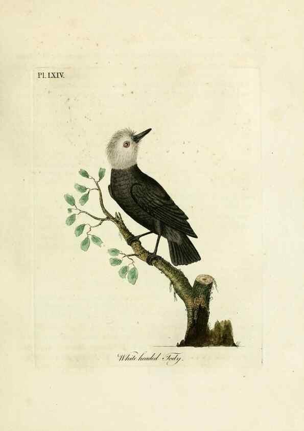 Reproducción/Reproduction 10310556556: A general history of birds /. Winchester [England] :Printed by Jacob and Johnson, for the author : sold in London by G. and W.B. Whittaker ... [and 3 others],1821-1828.