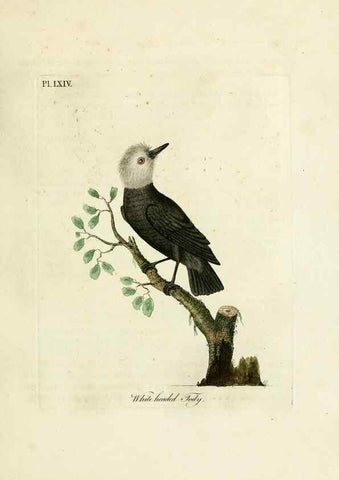 Reproducción/Reproduction 10310556556: A general history of birds /. Winchester [England] :Printed by Jacob and Johnson, for the author : sold in London by G. and W.B. Whittaker ... [and 3 others],1821-1828.