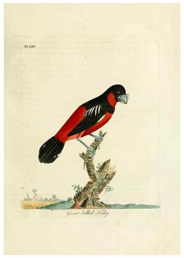 Reproducción/Reproduction 10310536595: A general history of birds /. Winchester [England] :Printed by Jacob and Johnson, for the author : sold in London by G. and W.B. Whittaker ... [and 3 others],1821-1828.