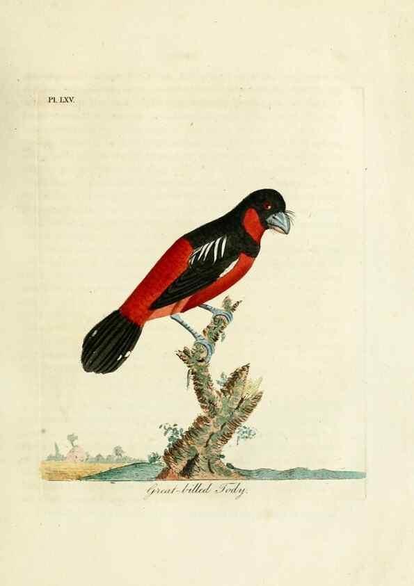Reproducción/Reproduction 10310536595: A general history of birds /. Winchester [England] :Printed by Jacob and Johnson, for the author : sold in London by G. and W.B. Whittaker ... [and 3 others],1821-1828.