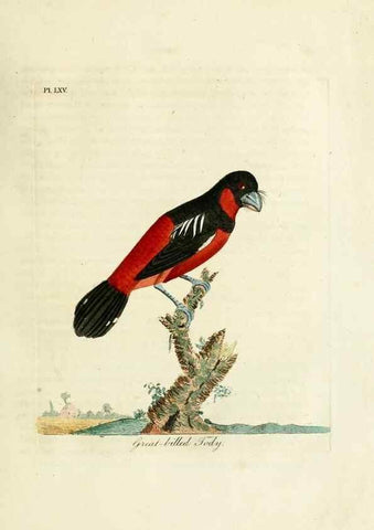 Reproducción/Reproduction 10310536595: A general history of birds /. Winchester [England] :Printed by Jacob and Johnson, for the author : sold in London by G. and W.B. Whittaker ... [and 3 others],1821-1828.