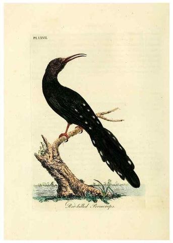 Reproducción/Reproduction 10310545355: A general history of birds /. Winchester [England] :Printed by Jacob and Johnson, for the author : sold in London by G. and W.B. Whittaker ... [and 3 others],1821-1828.