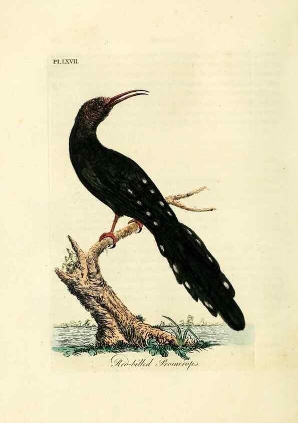 Reproducción/Reproduction 10310545355: A general history of birds /. Winchester [England] :Printed by Jacob and Johnson, for the author : sold in London by G. and W.B. Whittaker ... [and 3 others],1821-1828.
