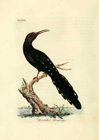 Reproducción/Reproduction 10310545355: A general history of birds /. Winchester [England] :Printed by Jacob and Johnson, for the author : sold in London by G. and W.B. Whittaker ... [and 3 others],1821-1828.