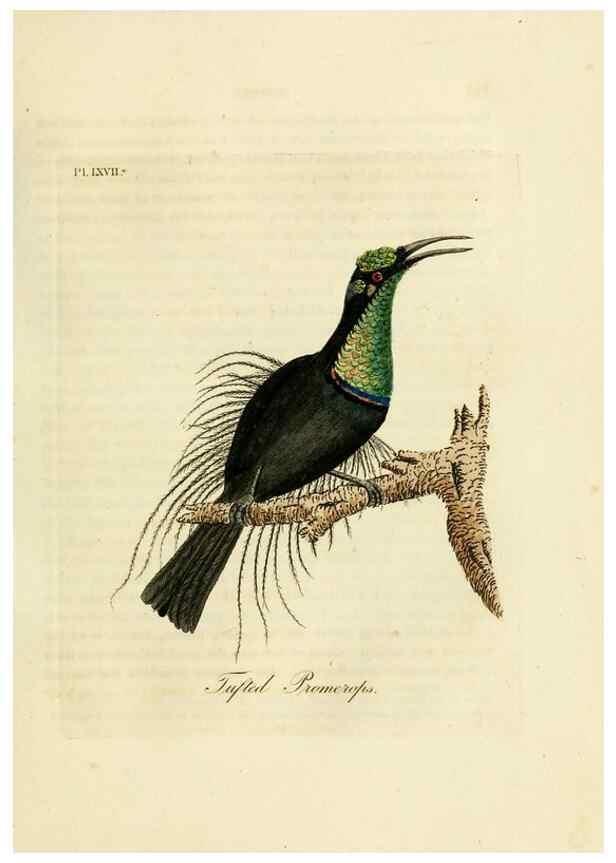 Reproducción/Reproduction 10310548655: A general history of birds /. Winchester [England] :Printed by Jacob and Johnson, for the author : sold in London by G. and W.B. Whittaker ... [and 3 others],1821-1828.