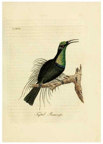 Reproducción/Reproduction 10310548655: A general history of birds /. Winchester [England] :Printed by Jacob and Johnson, for the author : sold in London by G. and W.B. Whittaker ... [and 3 others],1821-1828.