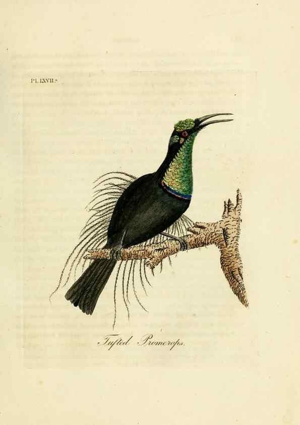 Reproducción/Reproduction 10310548655: A general history of birds /. Winchester [England] :Printed by Jacob and Johnson, for the author : sold in London by G. and W.B. Whittaker ... [and 3 others],1821-1828.