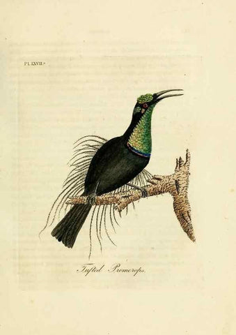 Reproducción/Reproduction 10310548655: A general history of birds /. Winchester [England] :Printed by Jacob and Johnson, for the author : sold in London by G. and W.B. Whittaker ... [and 3 others],1821-1828.