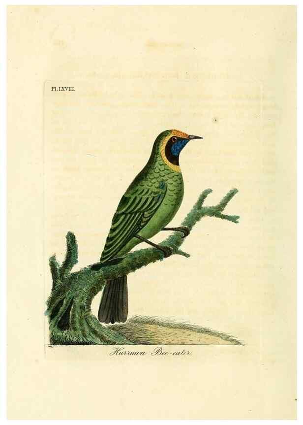 Reproducción/Reproduction 10310705723: A general history of birds /. Winchester [England] :Printed by Jacob and Johnson, for the author : sold in London by G. and W.B. Whittaker ... [and 3 others],1821-1828.