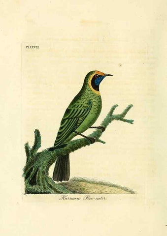 Reproducción/Reproduction 10310705723: A general history of birds /. Winchester [England] :Printed by Jacob and Johnson, for the author : sold in London by G. and W.B. Whittaker ... [and 3 others],1821-1828.